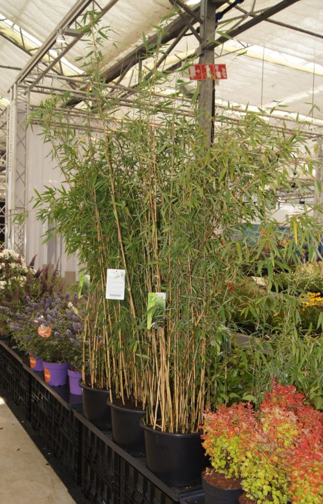 Fargesia Hybride 'Obelisk' PBR als Neuheit auf der Messe Plantarium im August 2015 neu vorgestellt