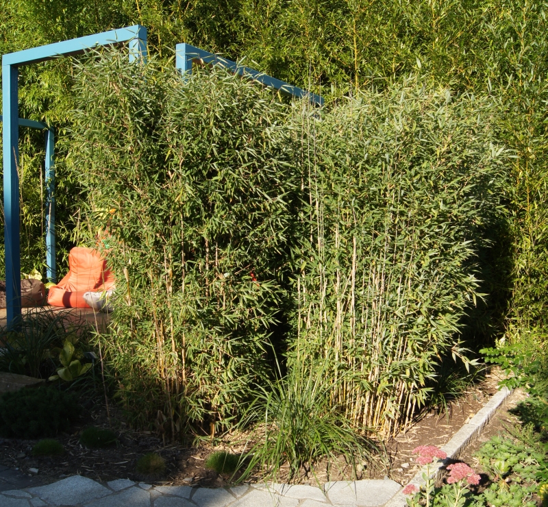Fargesia spathacea 'Red Zebra'® ('Japo 51' EU-S) als Sichtschutz im Park der Gärten gepflanzt
