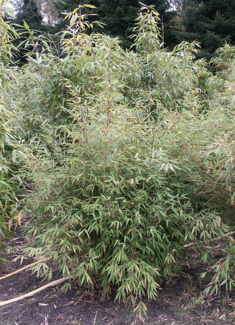 Fargesia dracocephala fargesia