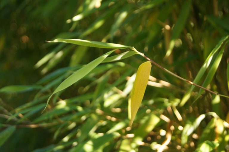 Gelbe Blätter bei Fargesia im Herbst was ist hier mit den Pflanzen los? fargesia