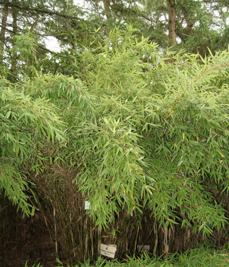 Fargesia murieliae (murielae) ‚Frya‘ ™ fargesia