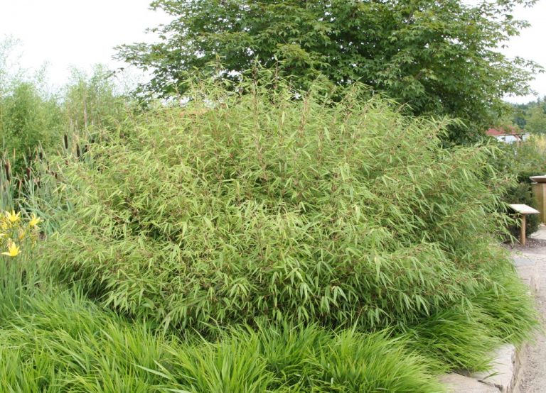 Fargesia rufa – fargesia