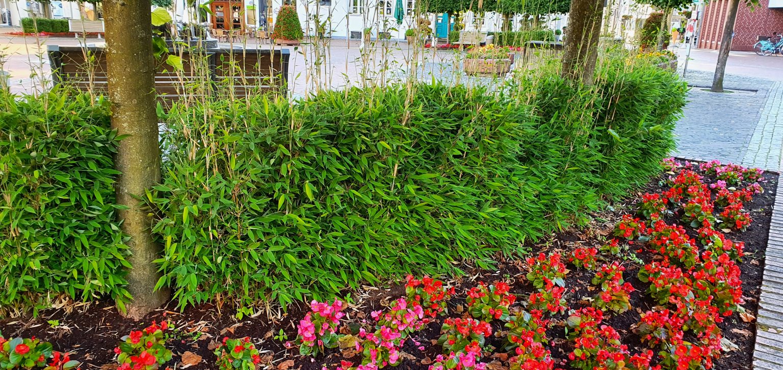 Fargesia Blue Lizard auf dem Westersteder Marktplatz fargesia