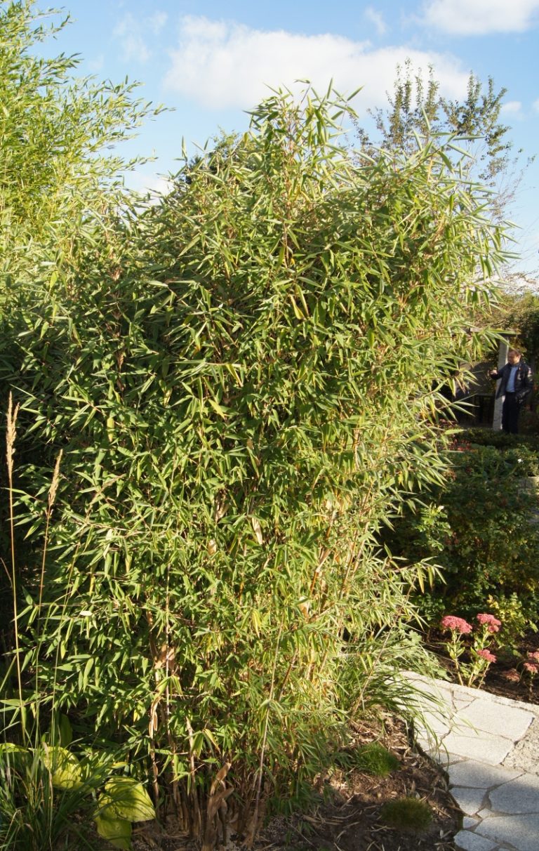 Fargesia spathacea ‚Red Zebra’® (‚Japo 51‘ EUS) fargesia